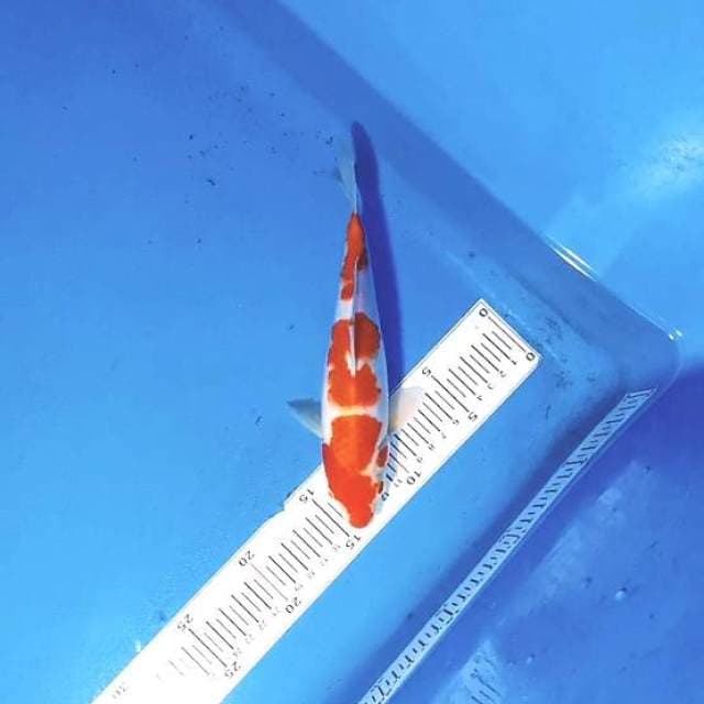 KOHAKU SQ PUNUK BODY BULKY