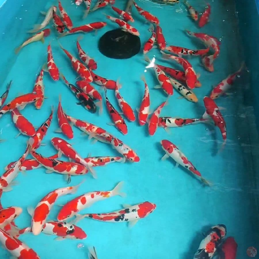 23-30cm mix doitsu showa shiro kohaku sanke 85ekor