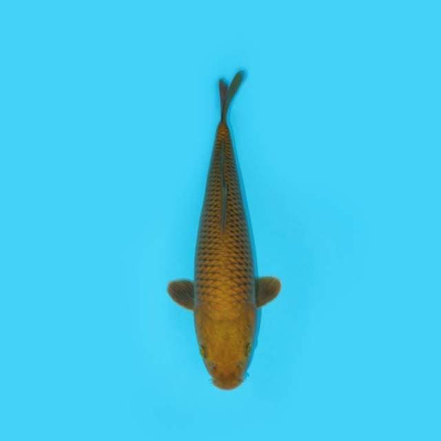 MIDORI 34 CM