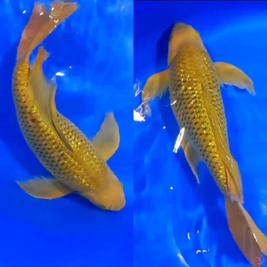 KUMPAY CAGOI GINDRIN BODY TEBAL . 46CM