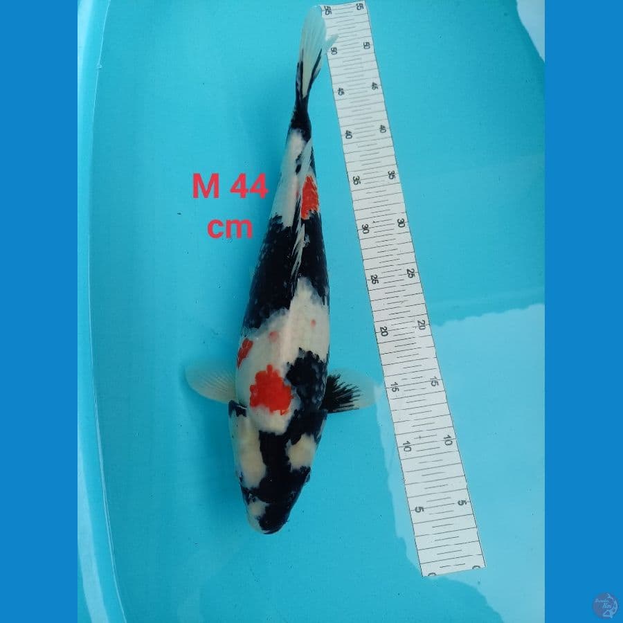 kindei sowa Male 44cm