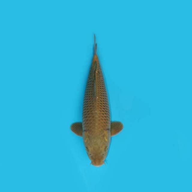 MIDORI 35 CM