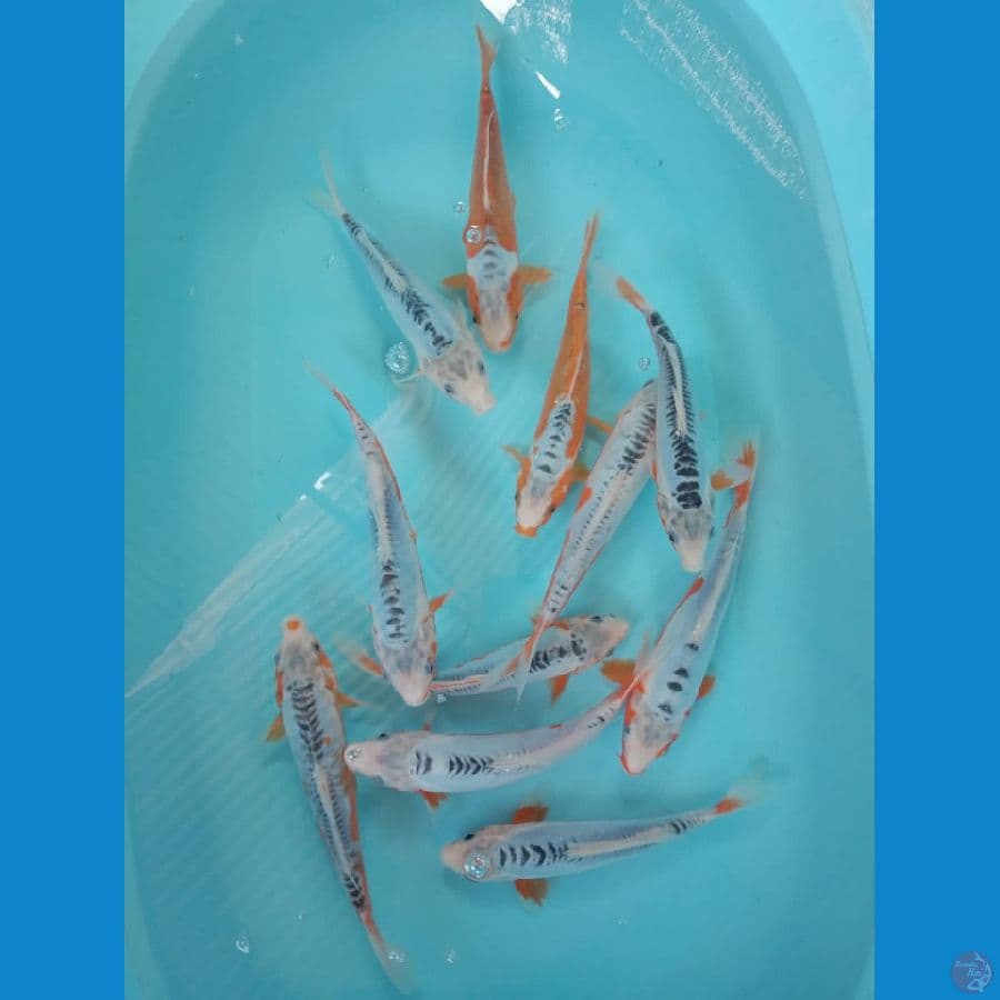 Koy Koi Farm
