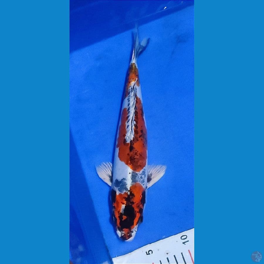 BENI KIKO 34 CM MALE - ARIAKA KOI FARM