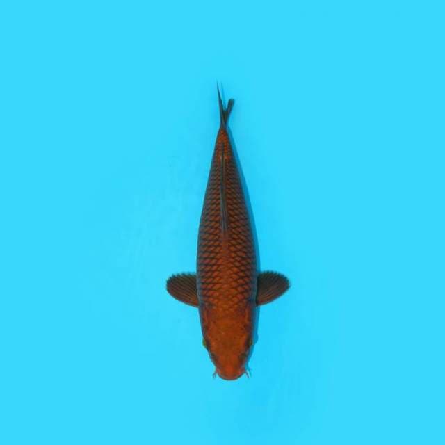 CHAGOI TEMBAGA 33 CM