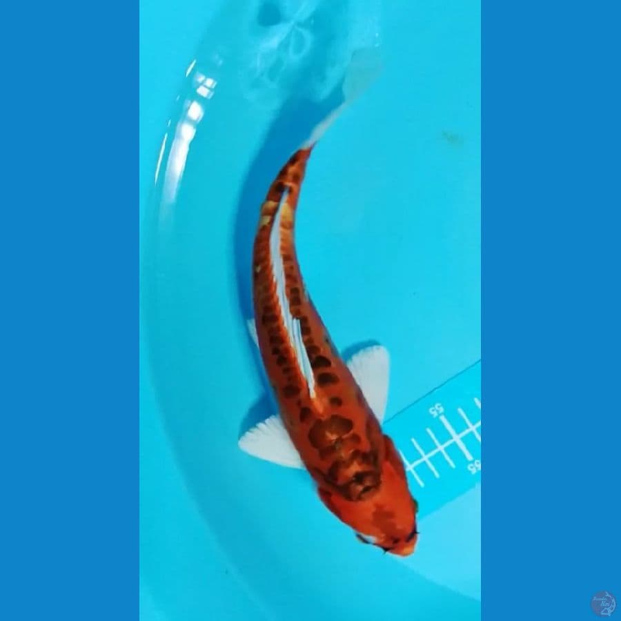 kiko 25cm