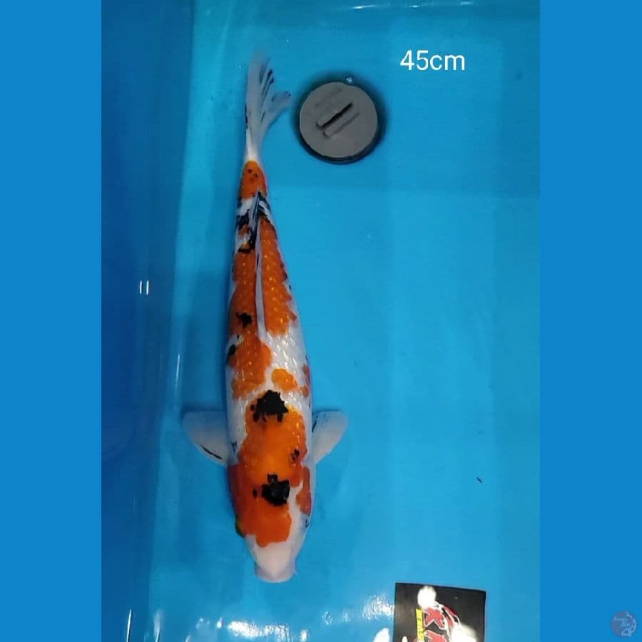 Sanke Ginrin 45cm Male