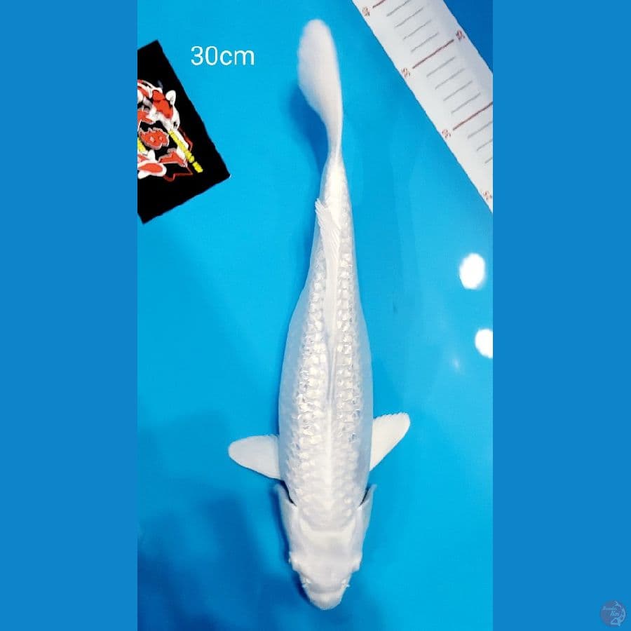 Platinum 30cm