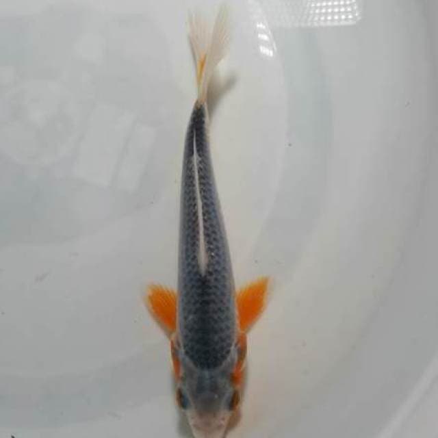ASAGI RING RAPI 18CM