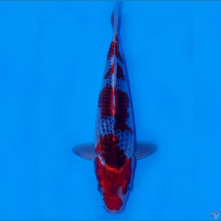 Goshiki 30cm Male