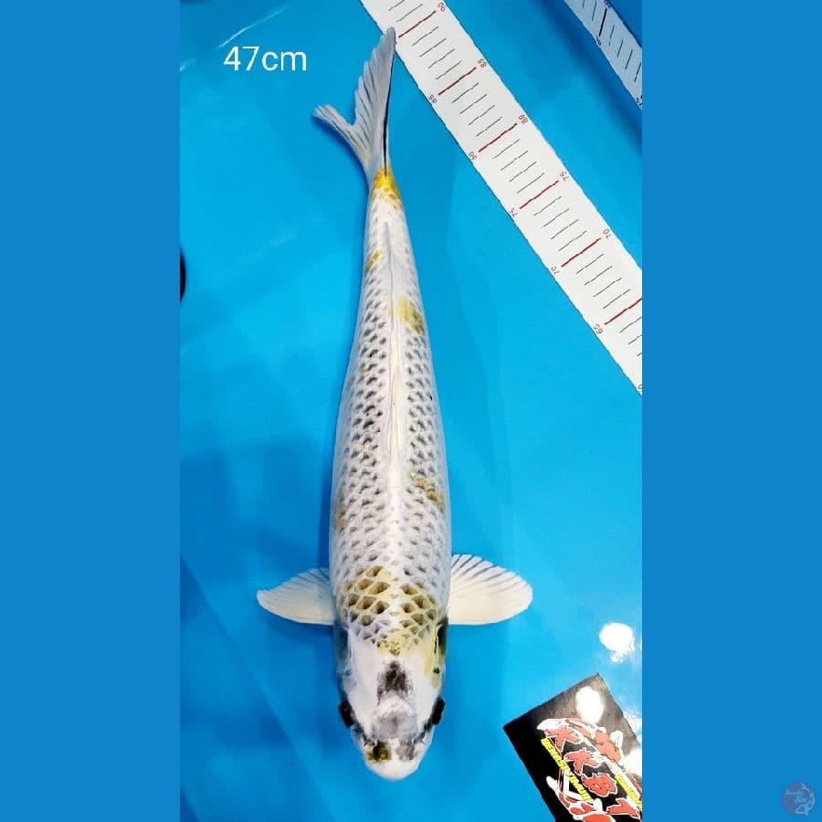 Jumbo Antik 47cm Male