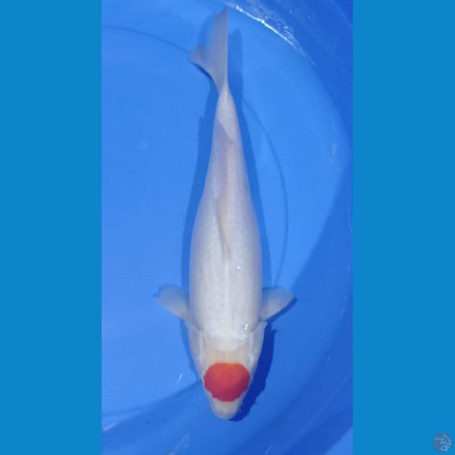 Tancho Kohaku Original / 35cm Female