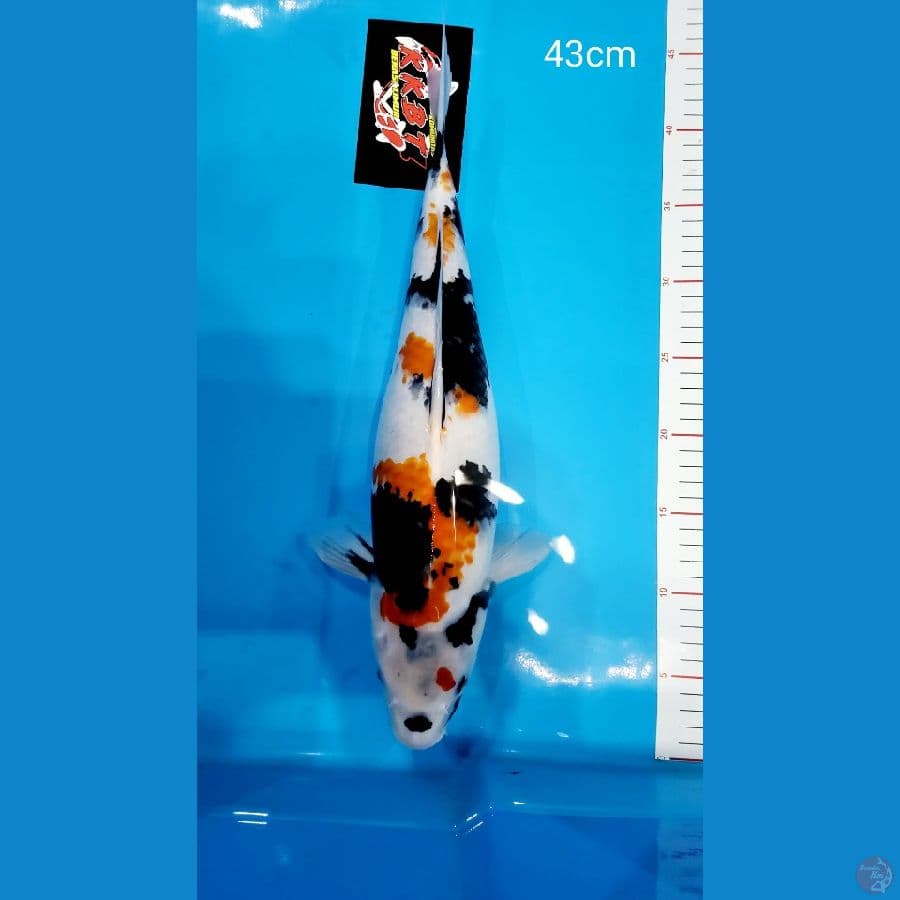 Showa 43cm Fimale