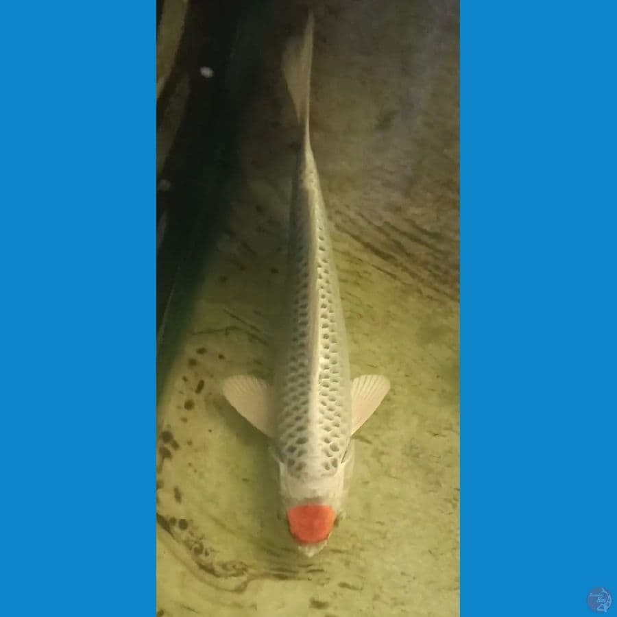 Tancho Kujaku / 25cm Male