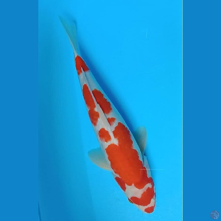 Kohaku
