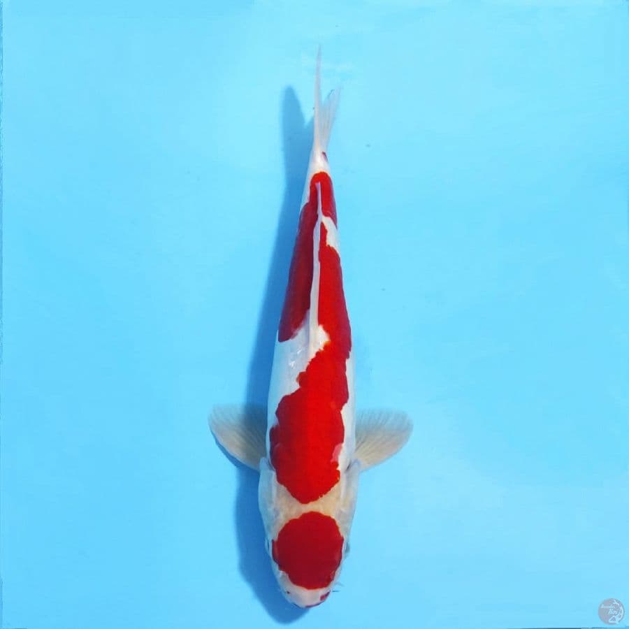 MARUTEN DOITSU MERAH STRONG ORIGINAL