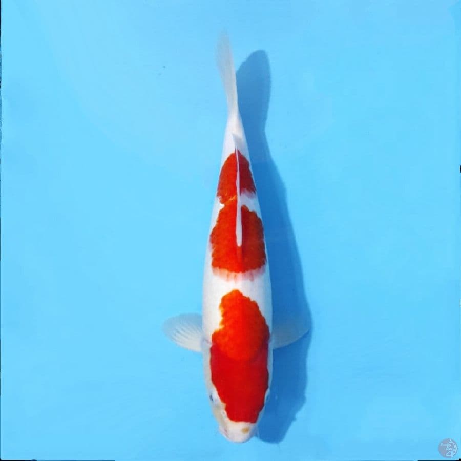 KOHAKU ORIGINAL
