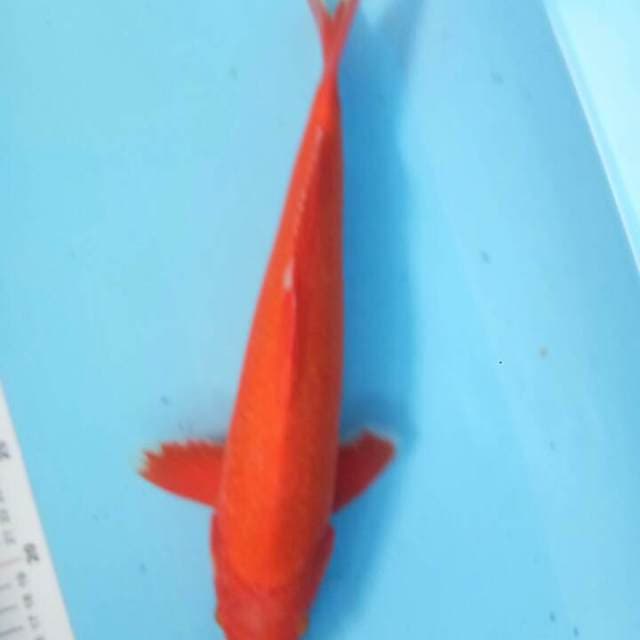 Akajiro 34 cm