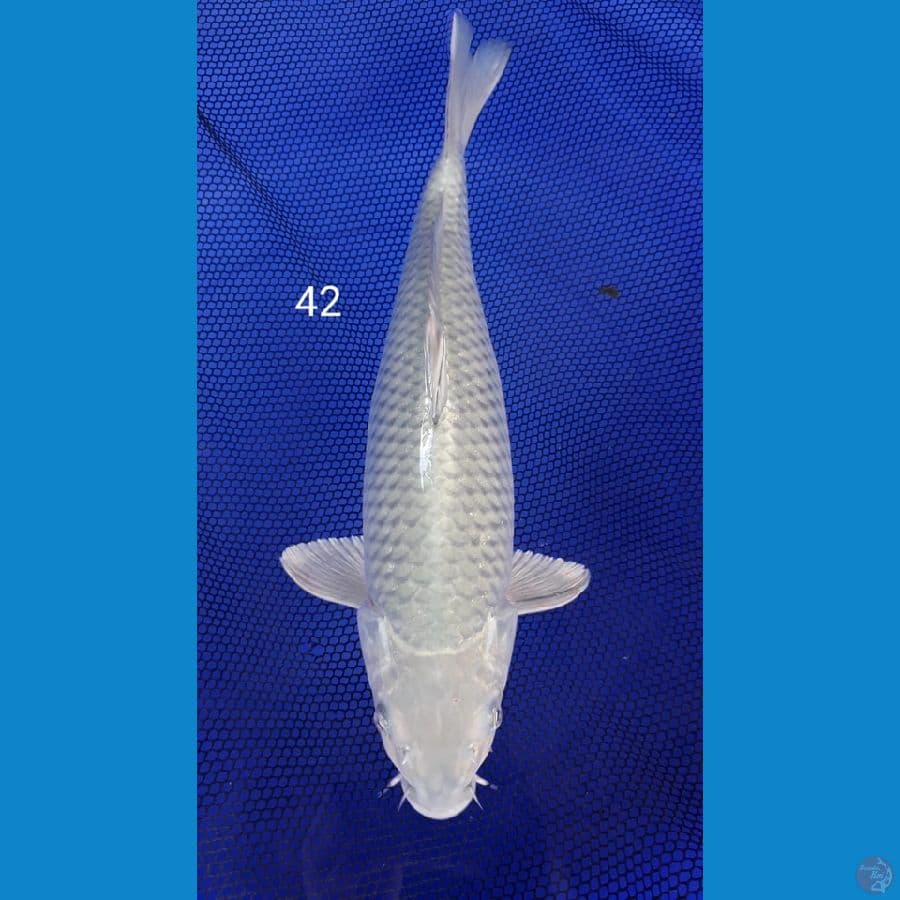 soragoi 42cm