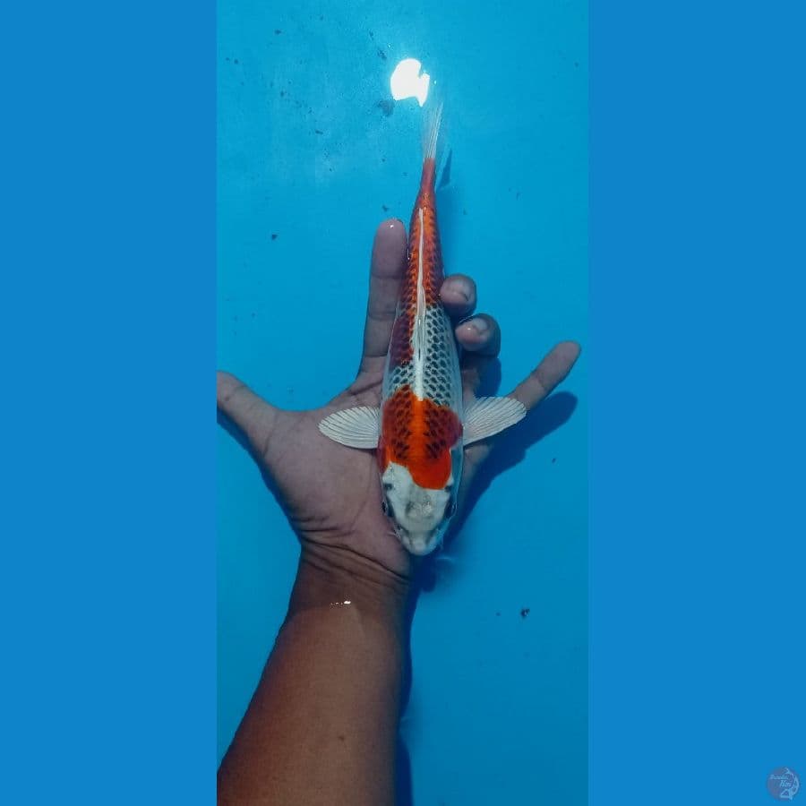 kujaku 25 cm