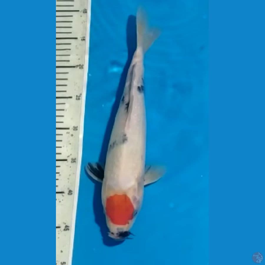 Tancho Showa Tategoi 34cm
