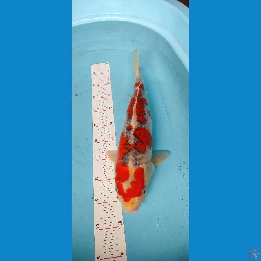 GOSHIKI 47 FM - ARIAKA KOI FARM
