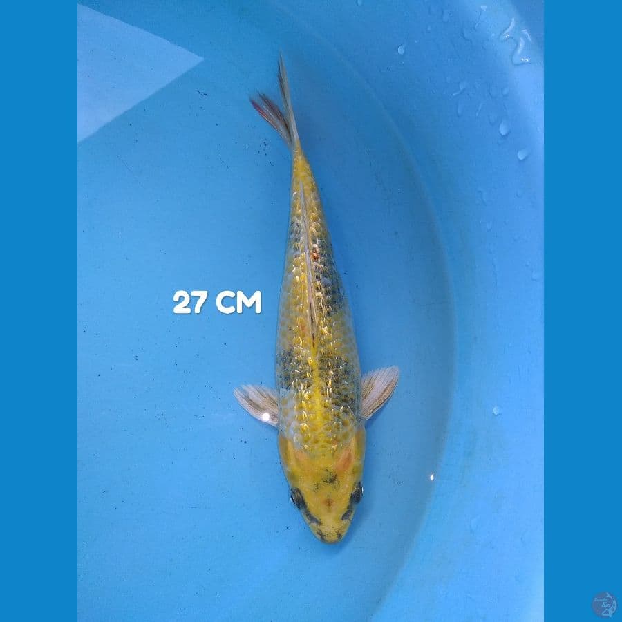 kin showa ginrin 27 cm HQ