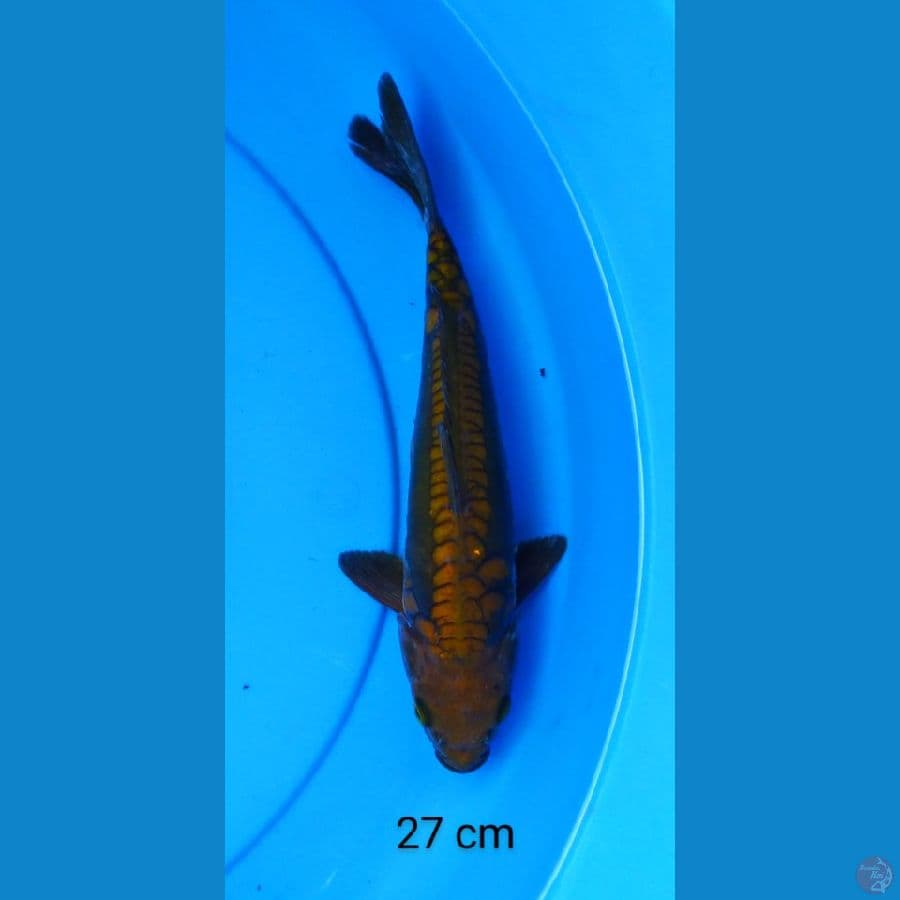 chagoi mantap 27 cm