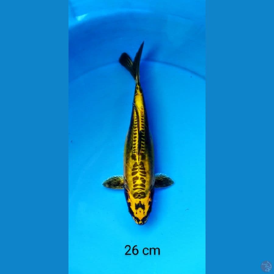kin kiko 26 cm