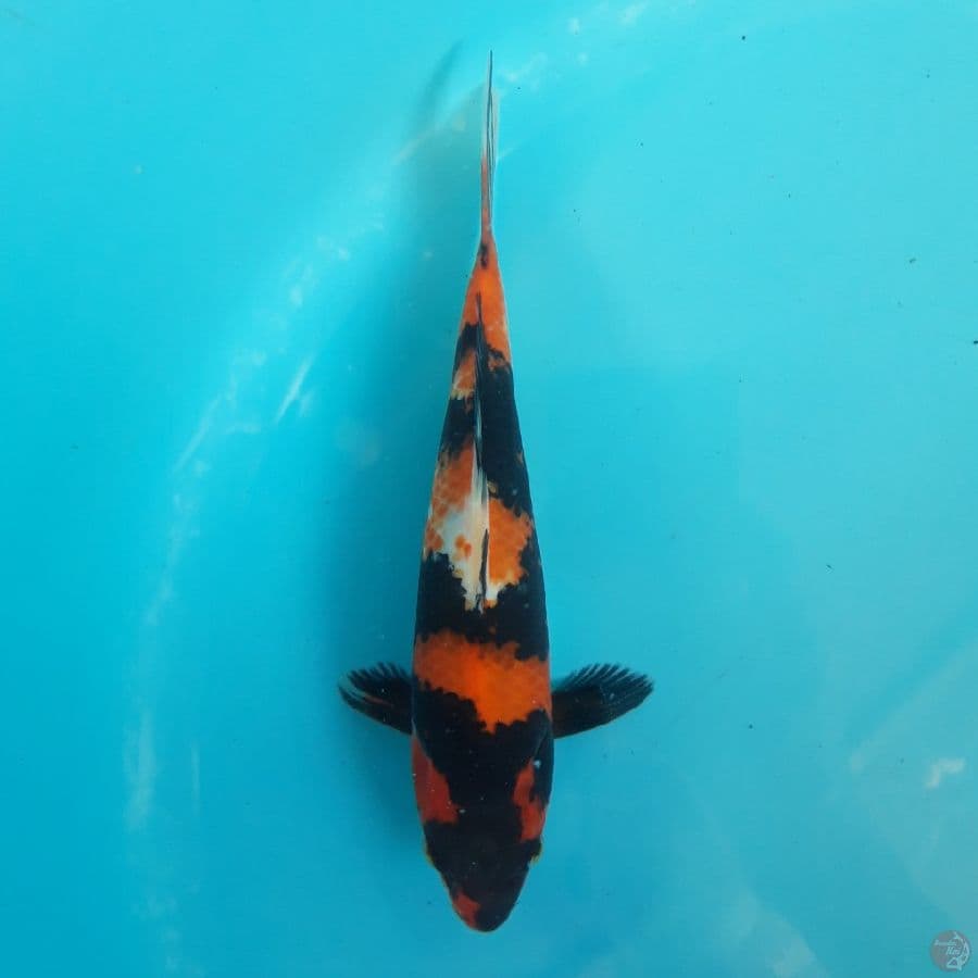 Showa Punuk Bulky 25cm
