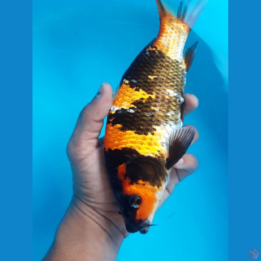 Showa Punuk Bulky 25cm