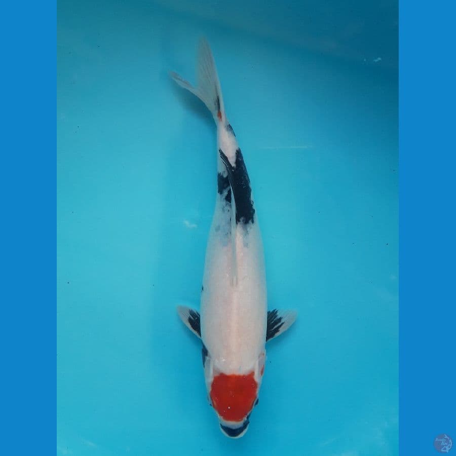 Tancho Showa Ori 31cm