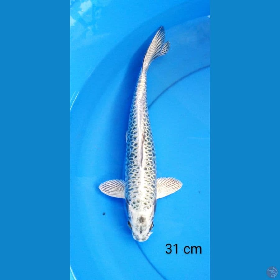mukashi sisik antik 31 cm
