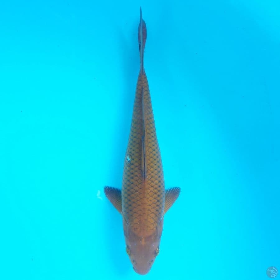 Chagoi Tembaga 25cm