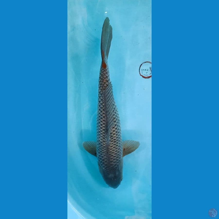 Soragoi 39 cm