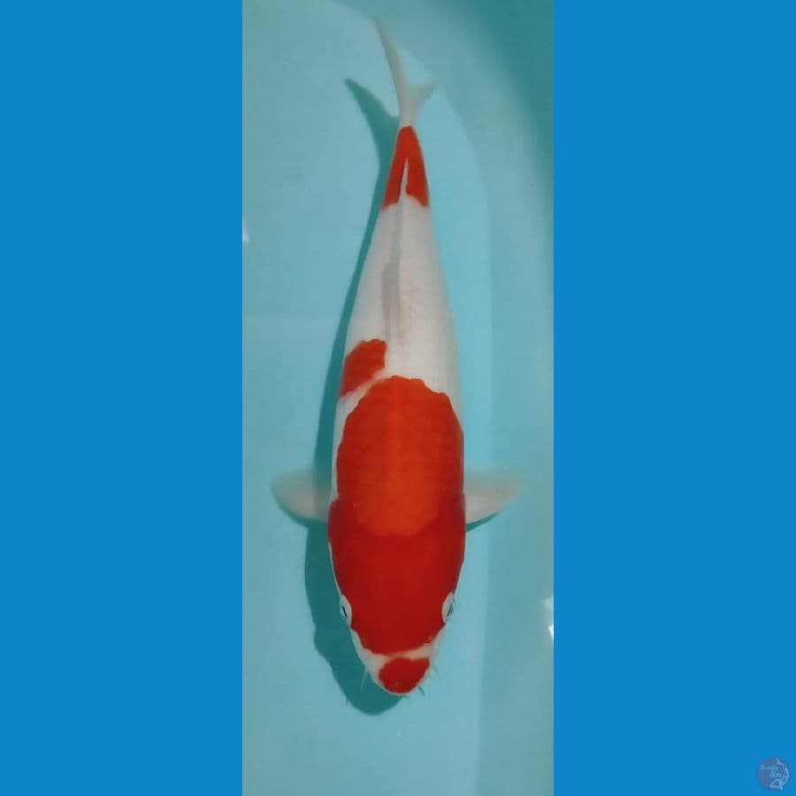 Kohaku 33cm