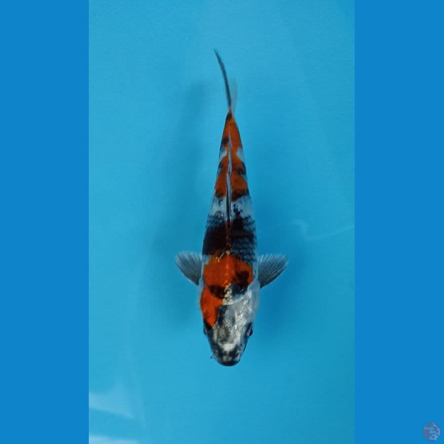 kin showa 15cm