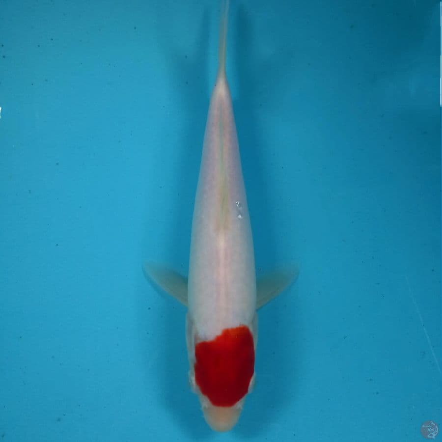 tancho kohaku, 25 cm