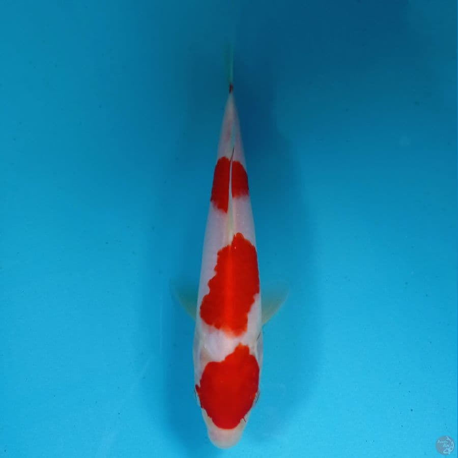 kohaku, 21 cm