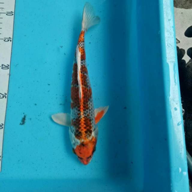 kujaku 25 cm