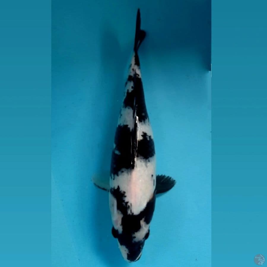 shiro, 33 cm