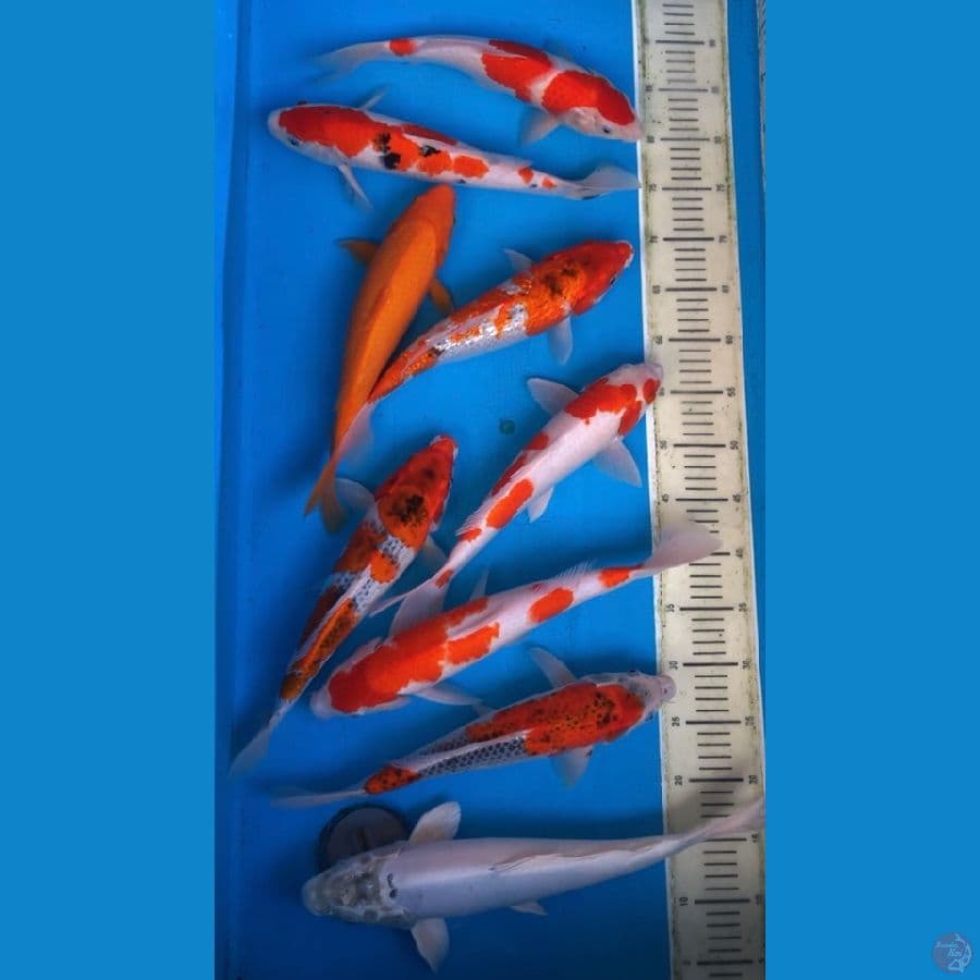 paket obral 9 ekor 35bu-40cm free ongkir