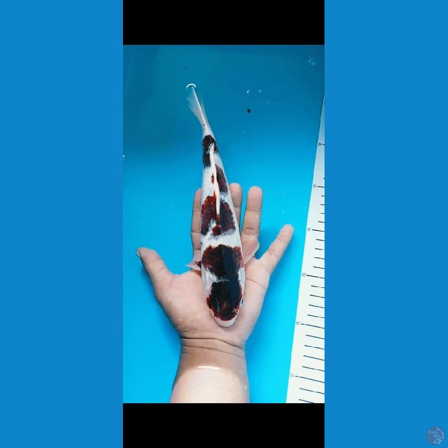 goromo 25cm
