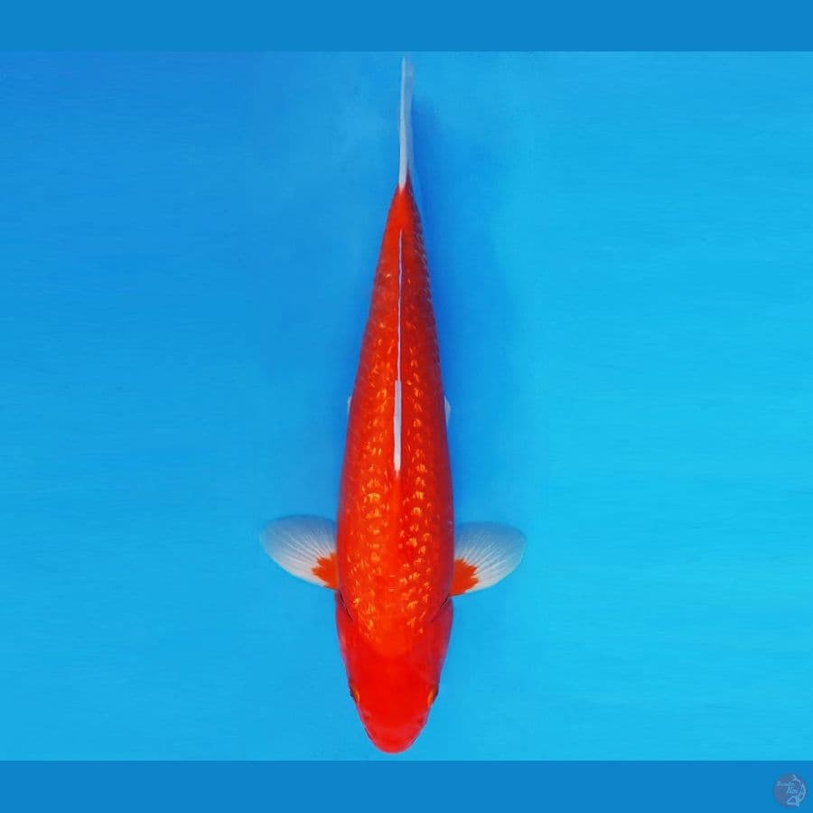 MAGURO 2 - AKA HAJIRO GIN RIN 37 cm/male ®