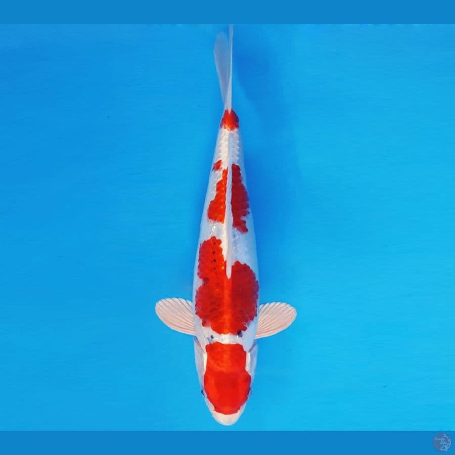 MAGURO 3 - KUJAKU EVOLUTION 33 cm/male ®