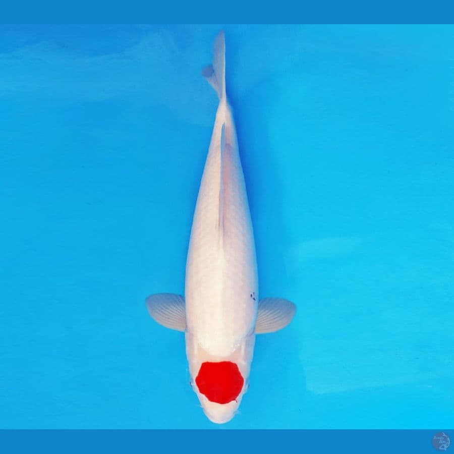 MAGURO 4 - TANCHO SANKE JUMBO 36 cm/fm ®