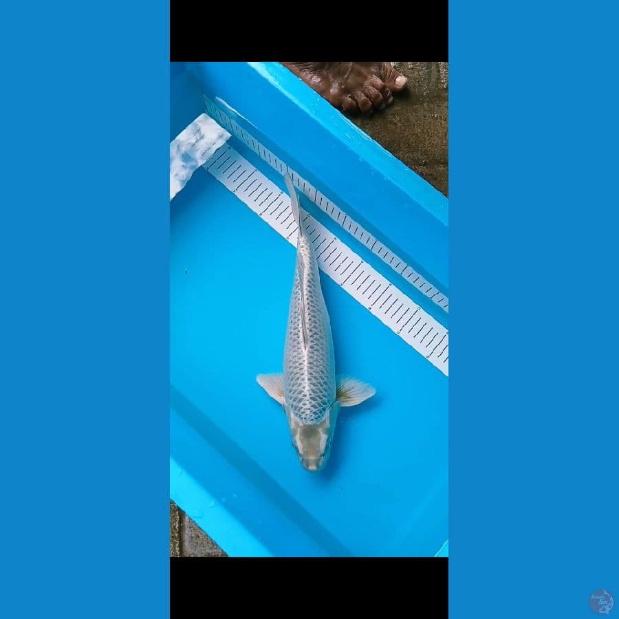 34cm
