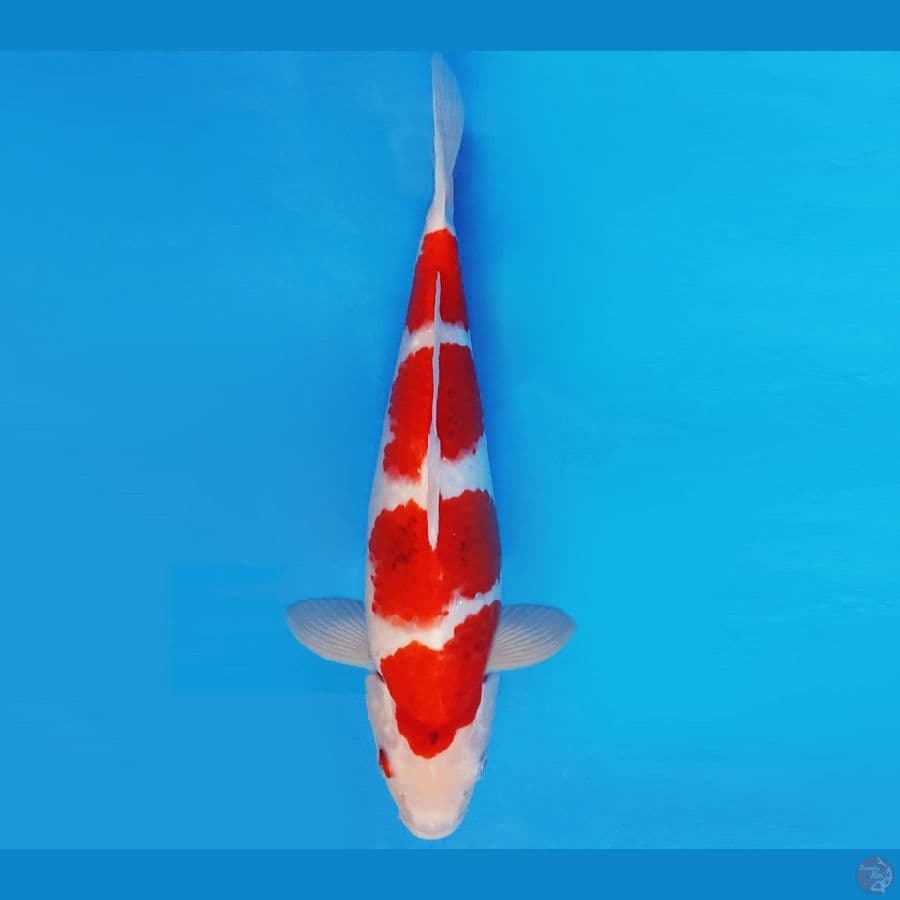 MAGURO 5 - AI GOROMO EVOLUTION 31 cm/male ®