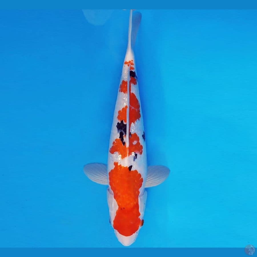 MAGURO 10 - SANKE 35 cm/fm ®