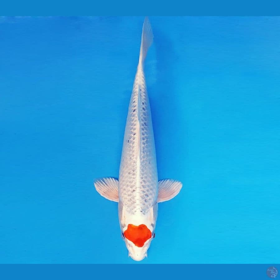 MAGURO 11 - TANCHO KUJAKU ANTIQUE 29 cm/fm ®